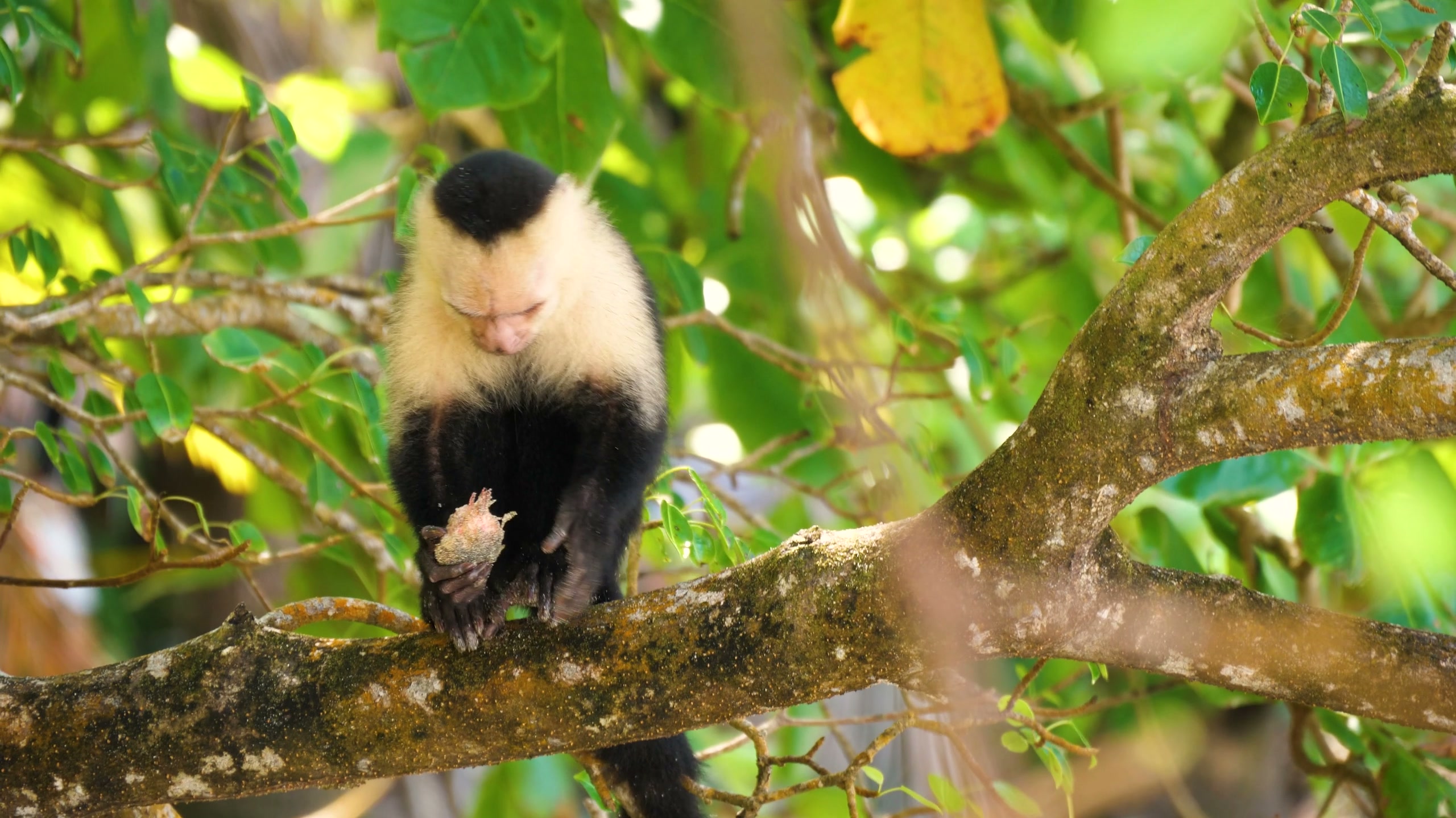 A capuchin monkey moving through a lush Costa Rican forest canopy.
